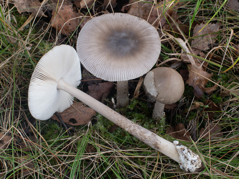 Amanita coryli